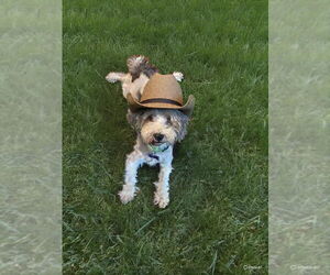 Havanese Dogs for adoption in Gulfport, MI, USA