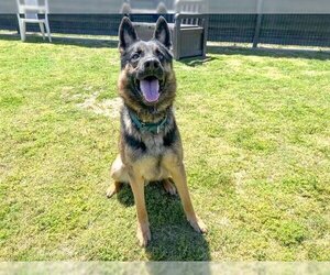 German Shepherd Dog Dogs for adoption in Orange, CA, USA