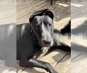 Great Dane-Labrador Retriever Mix Dogs for adoption in San Antonio, TX, USA