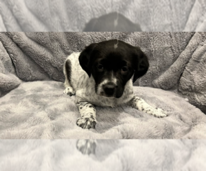 Plott Hound-Unknown Mix Dogs for adoption in Mundelein, IL, USA