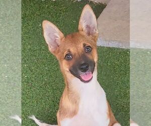 Australian Terrier-Unknown Mix Dogs for adoption in Carrollton, TX, USA