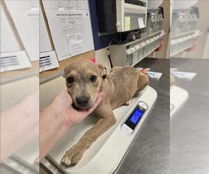 American Pit Bull Terrier-Unknown Mix Dogs for adoption in Conroe, TX, USA