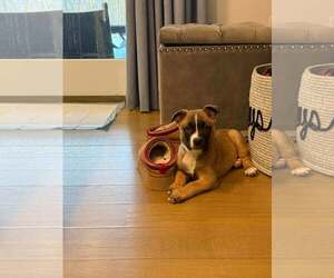 Boxer-Unknown Mix Dogs for adoption in pomfret, CT, USA