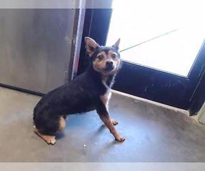 Medium Photo #1 Chihuahua-Unknown Mix Puppy For Sale in Tulsa, OK, USA