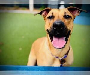 Black Mouth Cur Dogs for adoption in Orlando, FL, USA