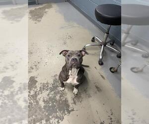 American Pit Bull Terrier-Unknown Mix Dogs for adoption in Tallahassee, FL, USA