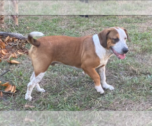 American Pit Bull Terrier-Basset Hound Mix Dogs for adoption in Holly Springs, NC, USA
