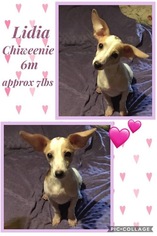 Medium Photo #1 Chihuahua Puppy For Sale in Franklinton, LA, USA