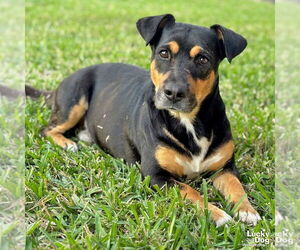 Mutt Dogs for adoption in Washington, DC, USA