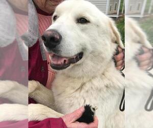 Maremma Sheepdog Dogs for adoption in Westminster, MD, USA