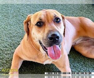 Black Mouth Cur Dogs for adoption in West Palm Beach, FL, USA