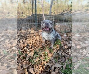 French Bulldog Dogs for adoption in New York, NY, USA