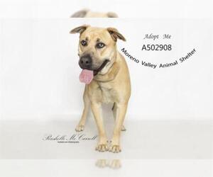 Mastiff Dogs for adoption in Moreno Valley, CA, USA