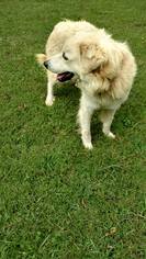 Golden Pyrenees Dogs for adoption in Scottsboro, AL, USA