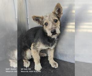 Mutt Dogs for adoption in San Antonio, TX, USA