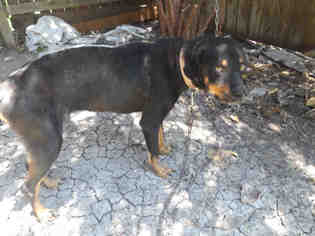 Rottweiler Dogs for adoption in Corpus Christi, TX, USA