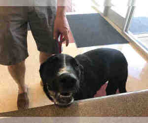 Labrador Retriever Dogs for adoption in Plano, TX, USA