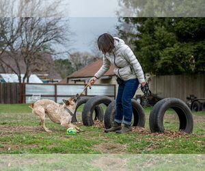 Mutt Dogs for adoption in Petaluma, CA, USA