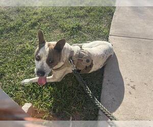 American Staffordshire Terrier-Unknown Mix Dogs for adoption in San Antonio, TX, USA