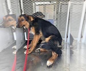 Australian Shepherd Dogs for adoption in Bakersfield, CA, USA