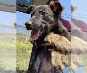 German Shepherd Dog-Unknown Mix Dogs for adoption in San Antonio, TX, USA