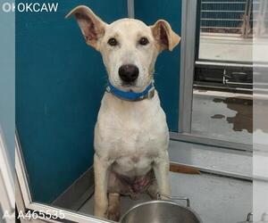 German Shepherd Dog-Unknown Mix Dogs for adoption in Oklahoma City, OK, USA