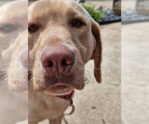 Labrador Retriever Dogs for adoption in Arlington, VA, USA
