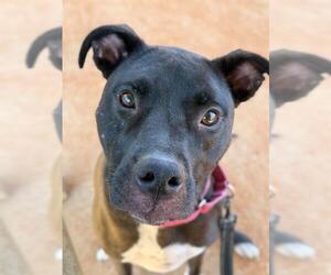 American Staffordshire Terrier-Unknown Mix Dogs for adoption in Tallahassee, FL, USA