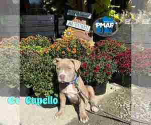 American Pit Bull Terrier-Unknown Mix Dogs for adoption in Binghamton, NY, USA