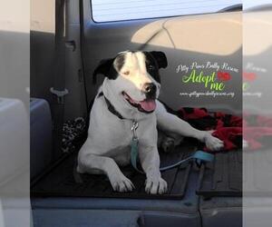 American Staffordshire Terrier-Border Collie Mix Dogs for adoption in Victoria, TX, USA