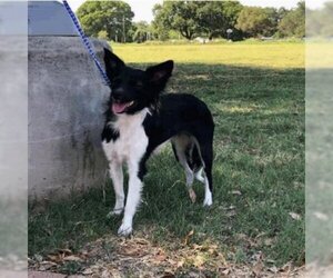 Papillon-Unknown Mix Dogs for adoption in Austin, TX, USA