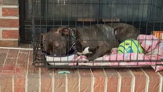 American Boston Bull Terrier Dogs for adoption in Woodbridge, VA, USA