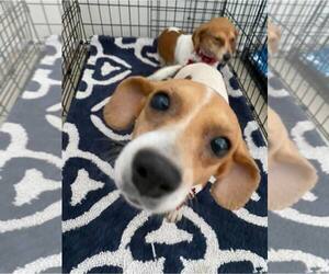 Beagle Dogs for adoption in Tampa, FL, USA
