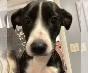 Small Chihuahua-Labrador Retriever Mix