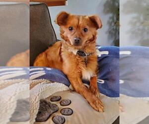 Australian Shepherd-Pomeranian Mix Dogs for adoption in Yakima, WA, USA
