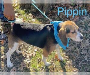 Beagle Dogs for adoption in Wakefield, RI, USA