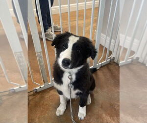 Border Collie Dogs for adoption in Bolivar, MO, USA