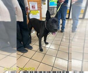 Bull Terrier-German Shepherd Dog Mix Dogs for adoption in West Palm Beach, FL, USA