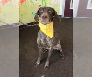German Shorthaired Pointer Dogs for adoption in Waynesboro, PA, USA
