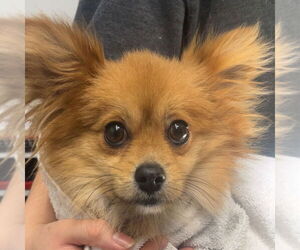 Pomeranian-Unknown Mix Dogs for adoption in Chico, CA, USA