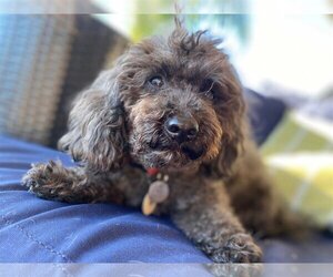 Poodle (Miniature) Dogs for adoption in  Ramona, CA, USA