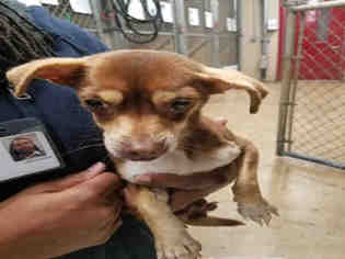 Chiweenie Dogs for adoption in Lacombe, LA, USA