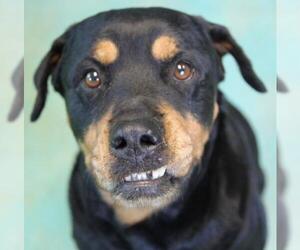 Rottweiler Dogs for adoption in Guthrie, OK, USA