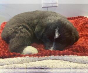 Border Collie-Unknown Mix Dogs for adoption in Incline Village, NV, USA