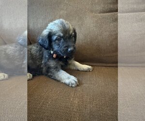 Mutt Dogs for adoption in Duluth, MN, USA