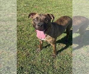American Pit Bull Terrier-Unknown Mix Dogs for adoption in Conroe, TX, USA