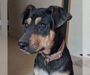 Labrador Retriever-Unknown Mix Dogs for adoption in Yardley, PA, USA