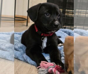 Medium Photo #4 Labbe Puppy For Sale in Princeton, MN, USA