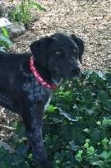 Catahoula Leopard Dog Dogs for adoption in Claremore, OK, USA