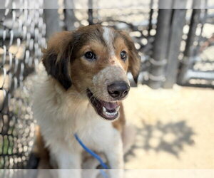 Mutt Dogs for adoption in Tulsa, OK, USA